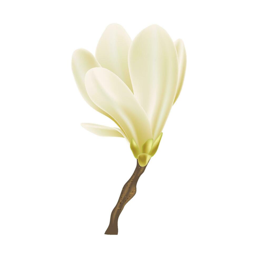 Vector spring background with blossom brunch of yellow flowers