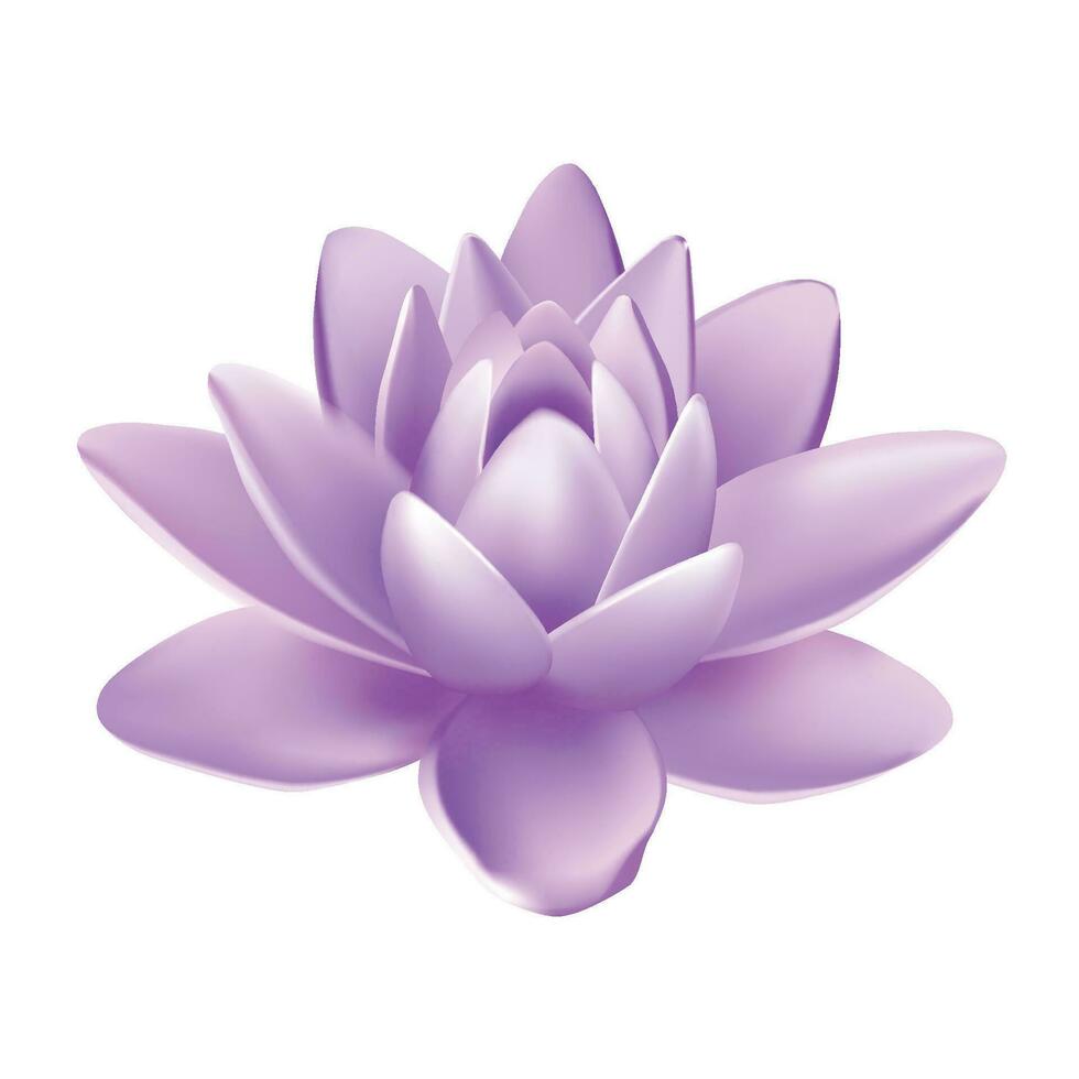 Vector isolated flower of lotus with light purple petals with reflection on white background 3d vector illustration