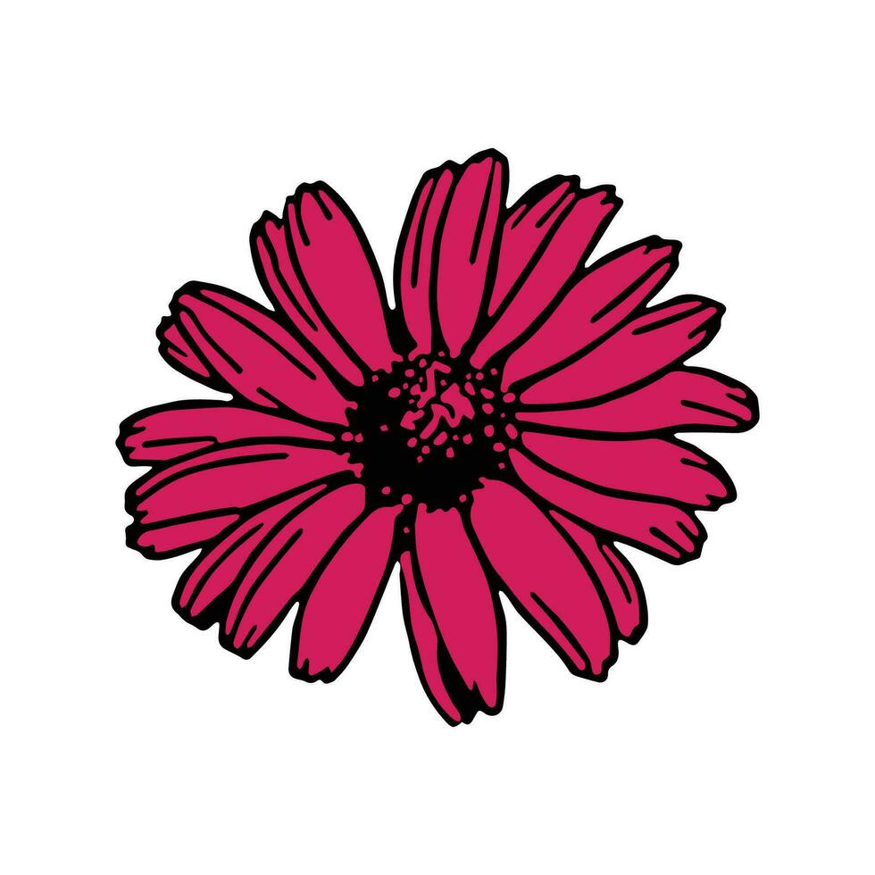 Gerbera daisy pink flower isolated flower isolated pink flower vector