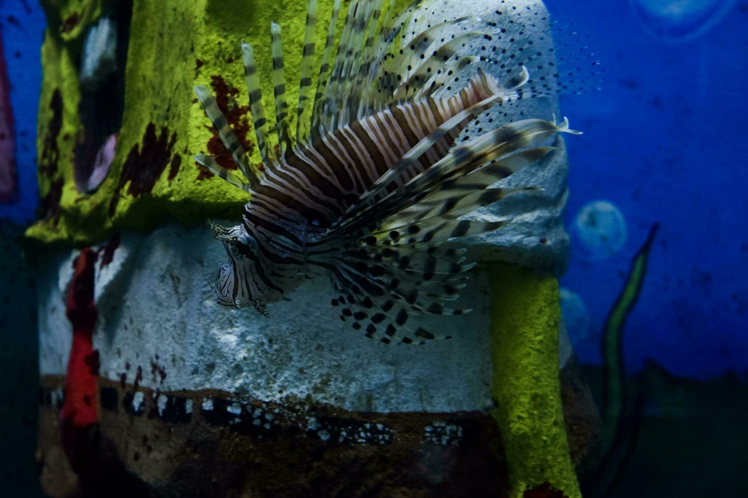 Selective focus of swimming lionfish. photo