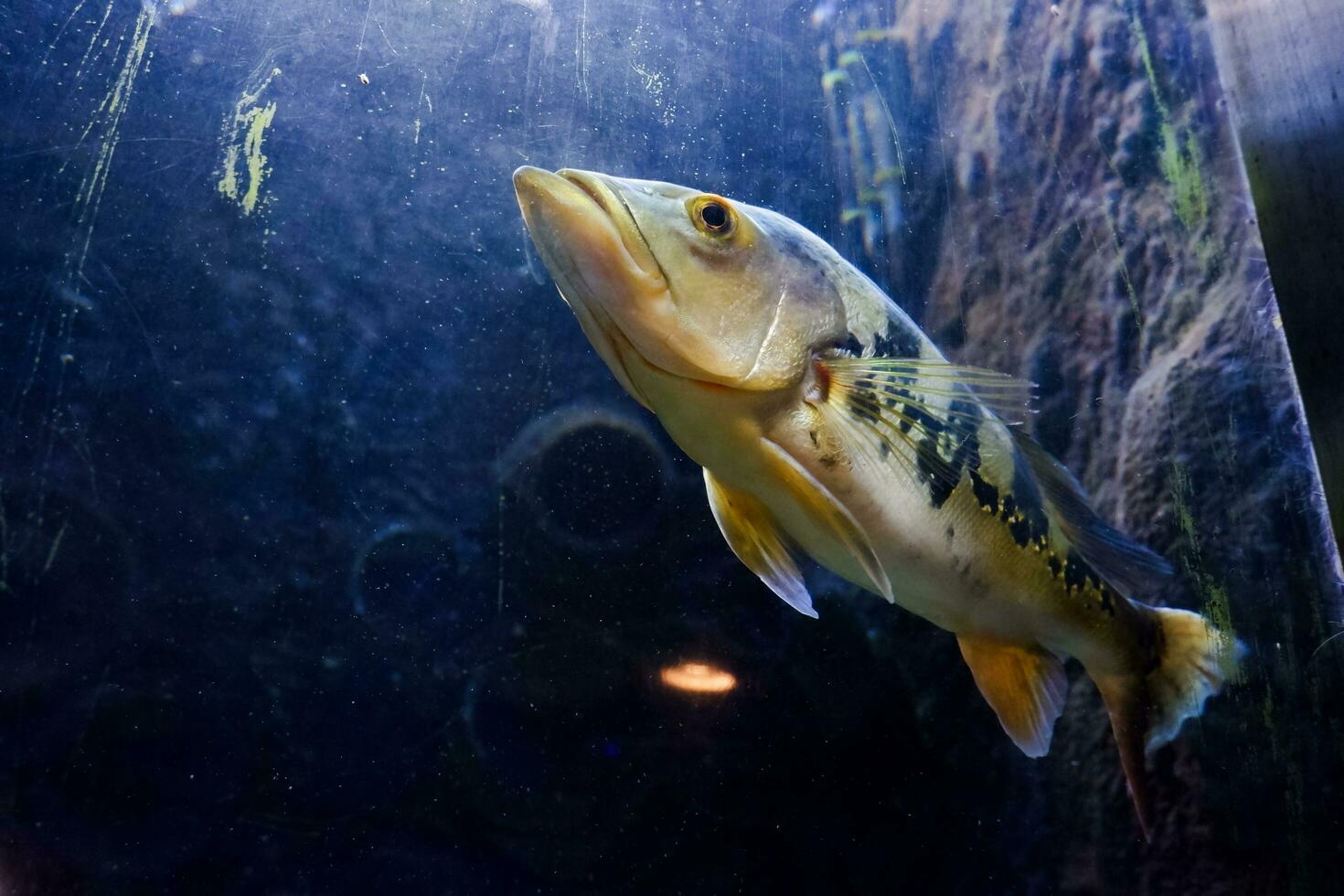 Selective focus of African lungfish swimming in the ocean. Great for educating kids about marine animals. photo