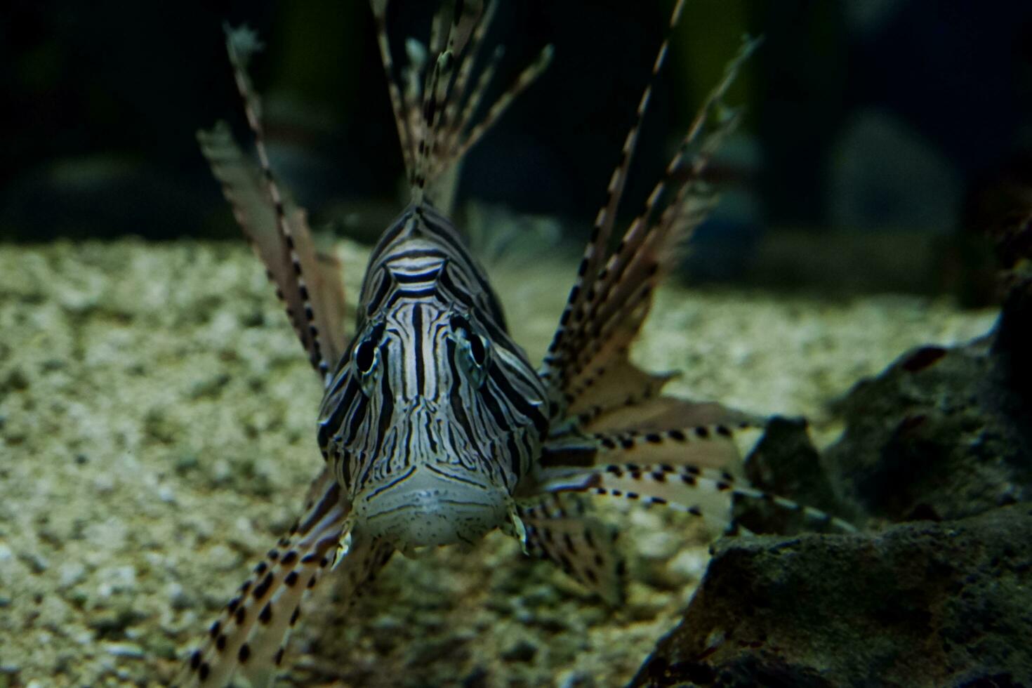 Selective focus of swimming lionfish. photo