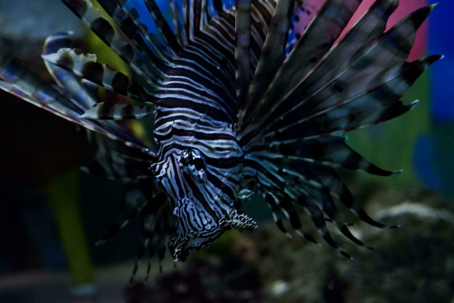 Selective focus of swimming lionfish. photo