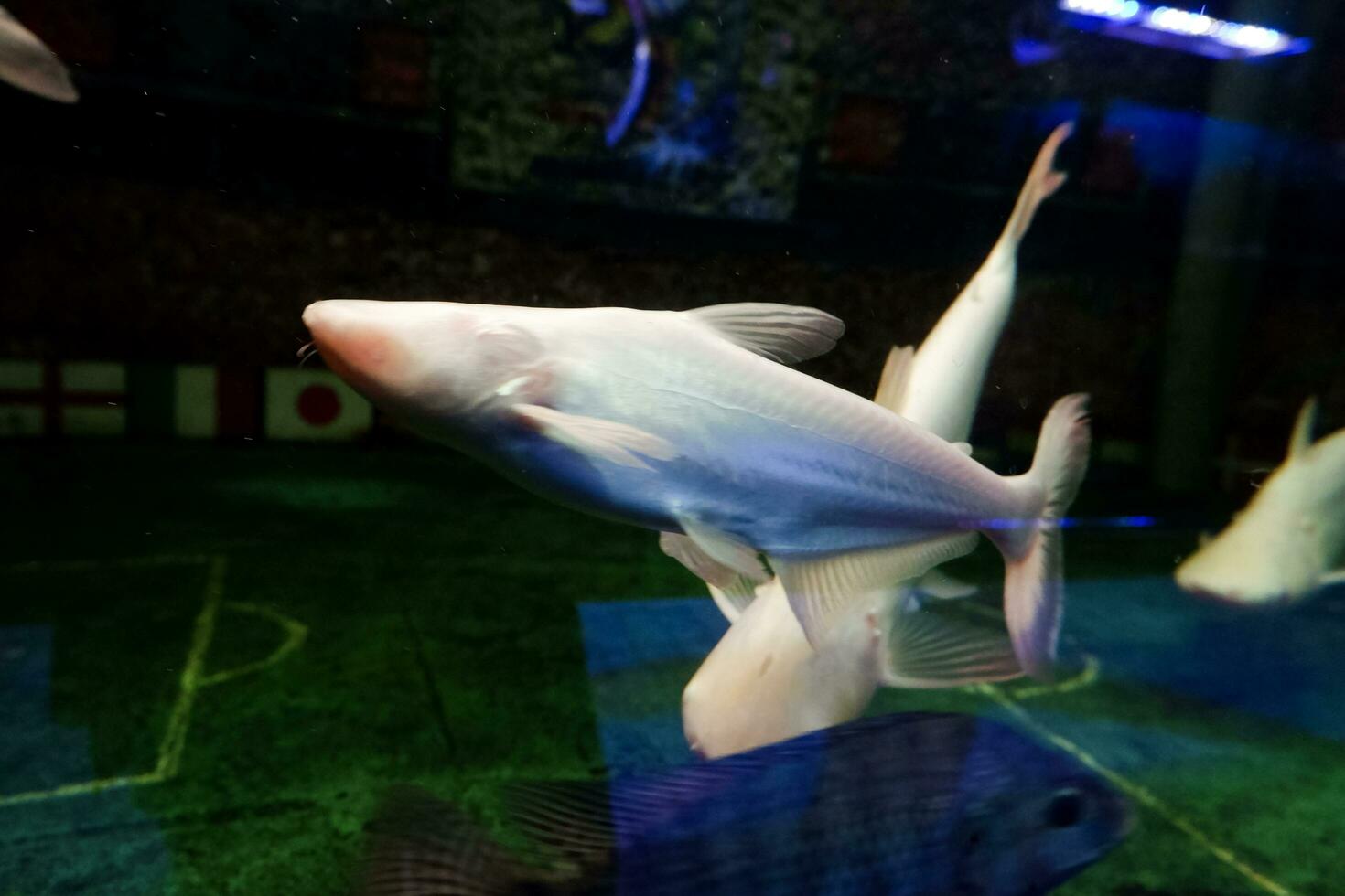 Selective focus of albino genghis khan fish schools. photo