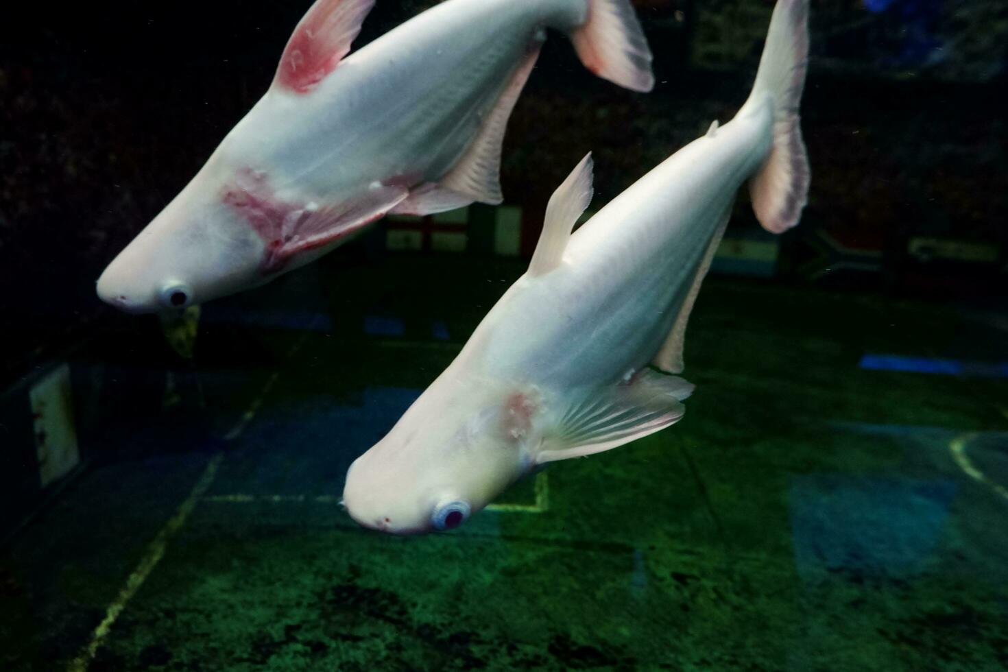 Selective focus of albino genghis khan fish schools. photo