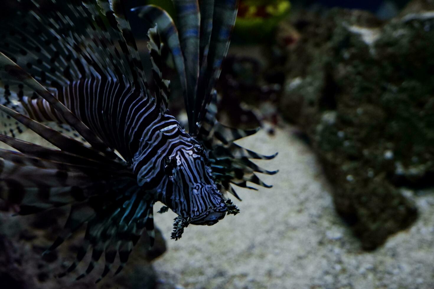 Selective focus of swimming lionfish. photo