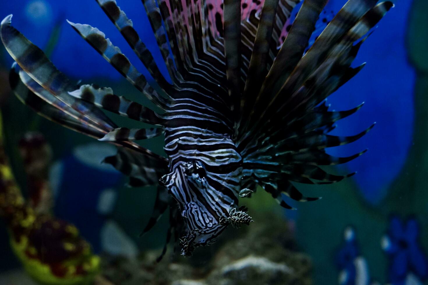 Selective focus of swimming lionfish. photo