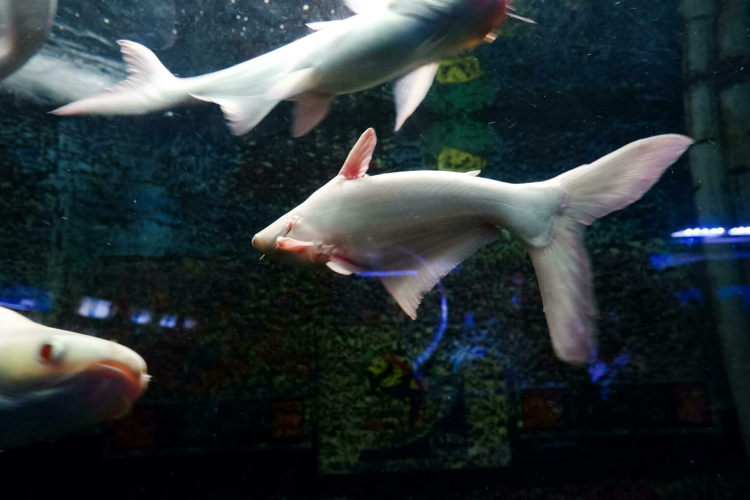 Selective focus of albino genghis khan fish schools. photo