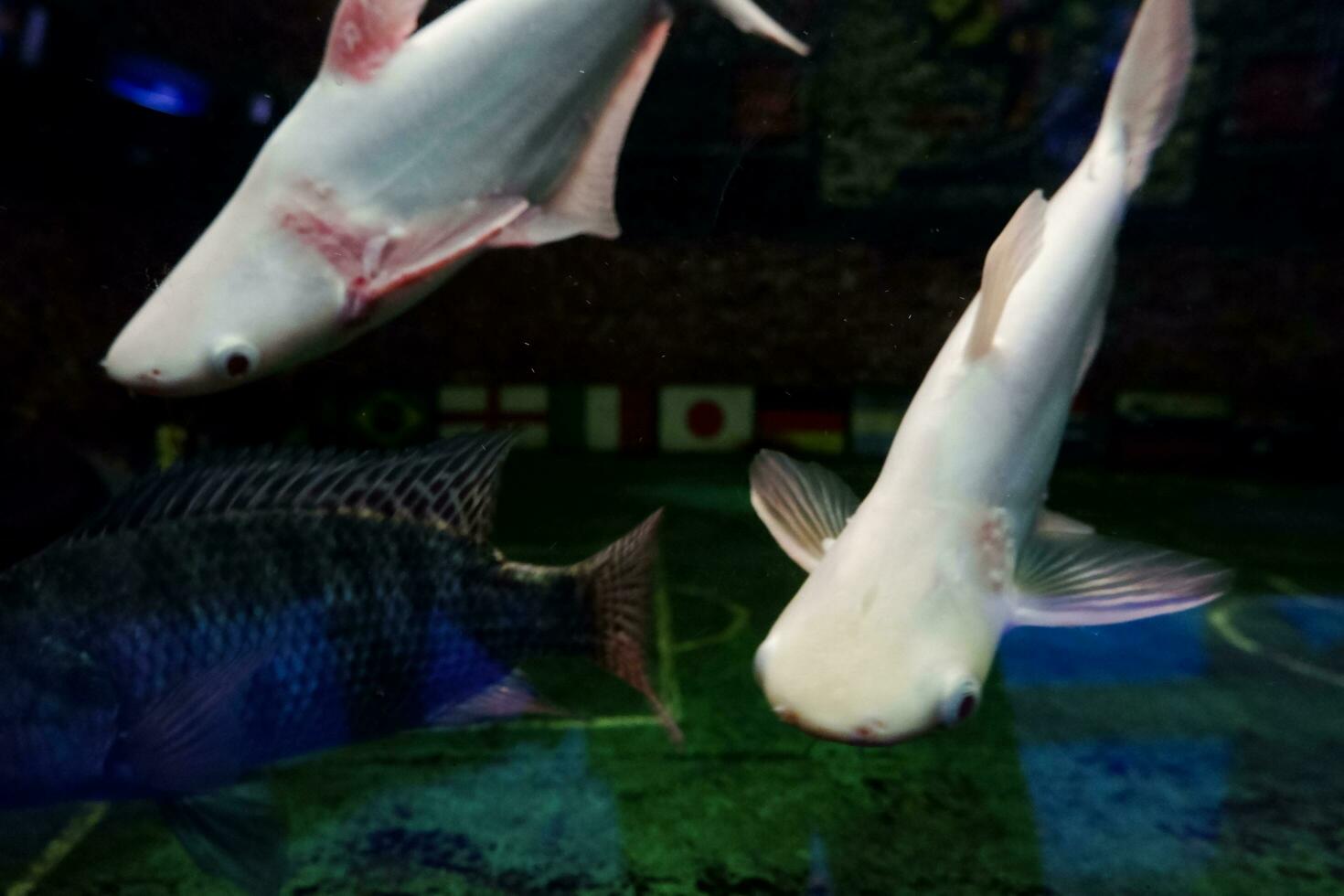 selectivo atención de albino genghis kan pescado escuelas. foto