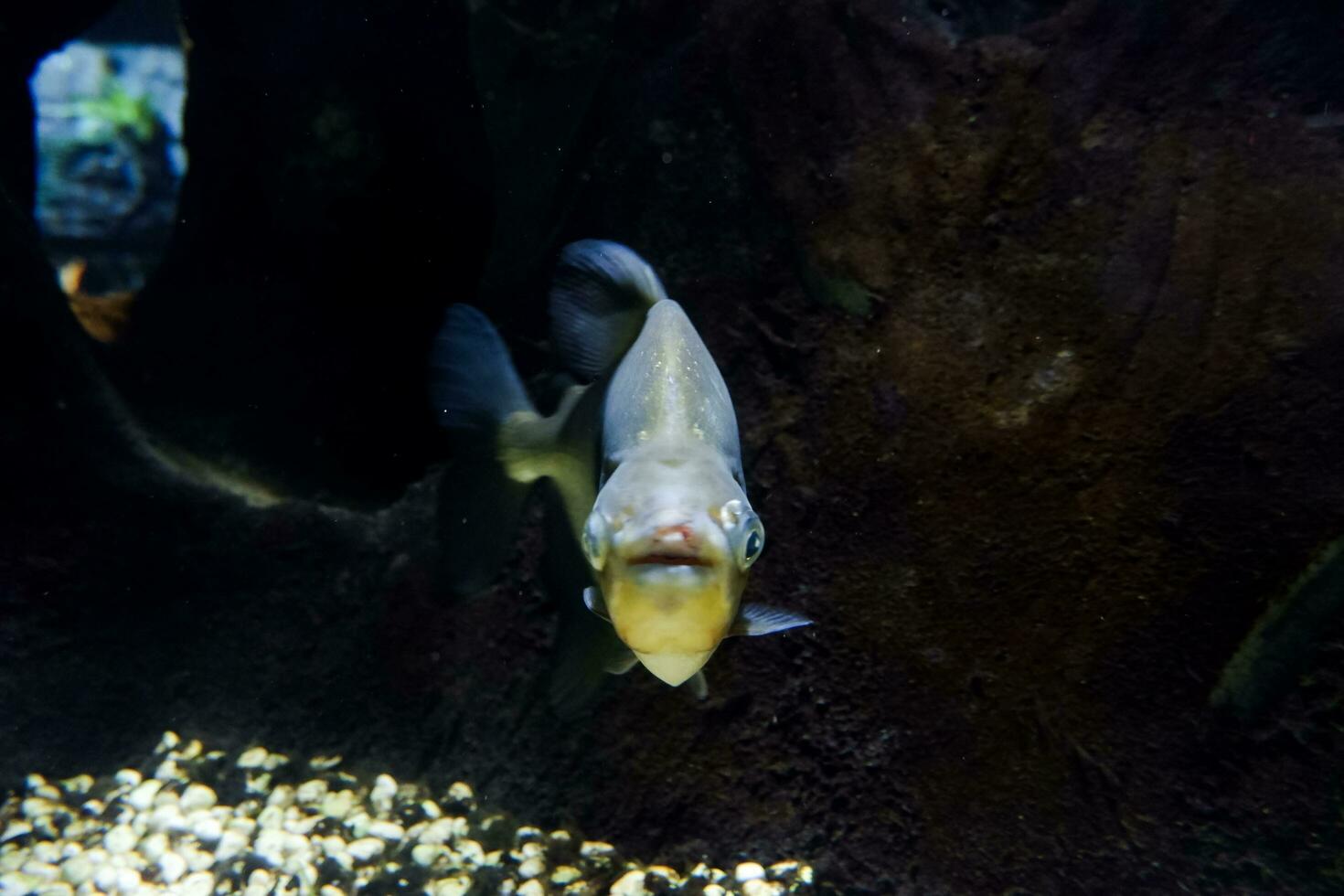 Selective focus of pomfret swimming in a deep aquarium. photo