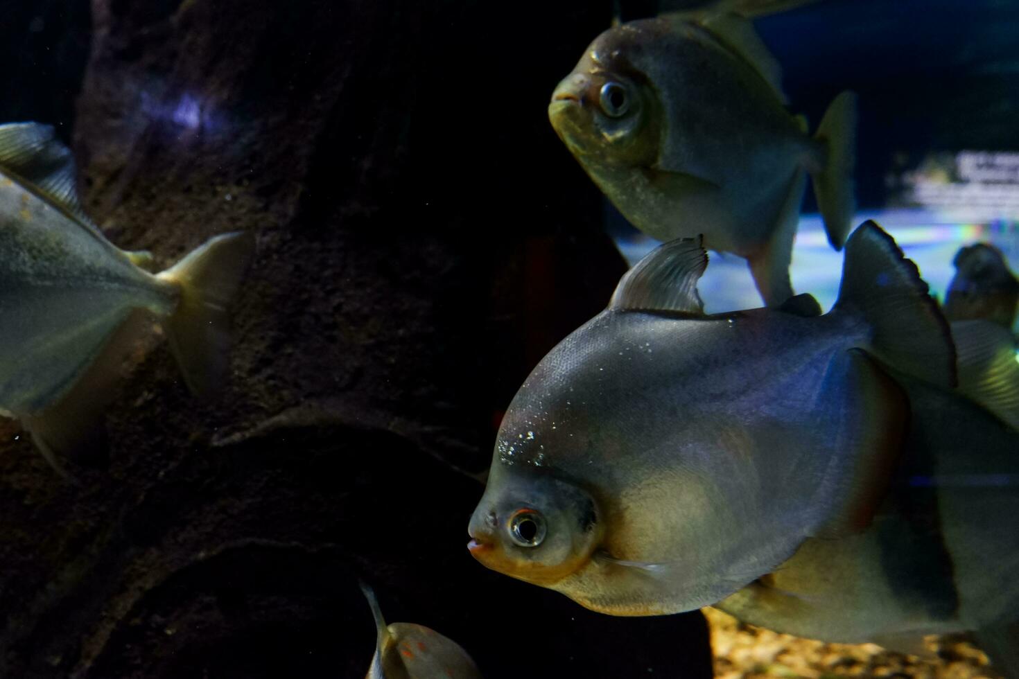 Selective focus of pomfret swimming in a deep aquarium. photo