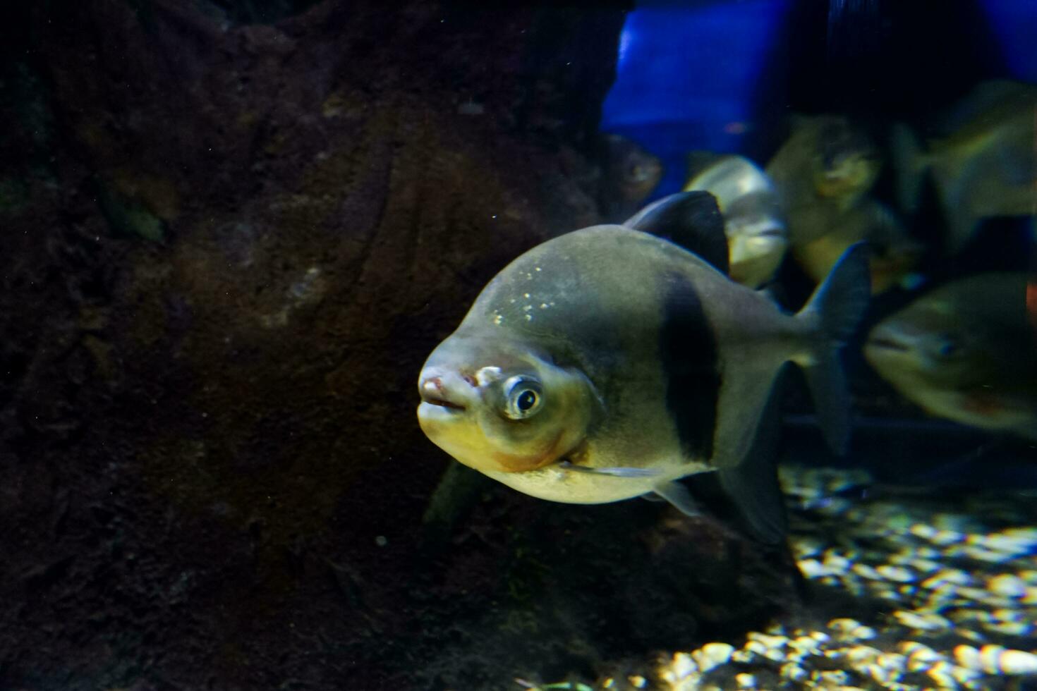 Selective focus of pomfret swimming in a deep aquarium. photo