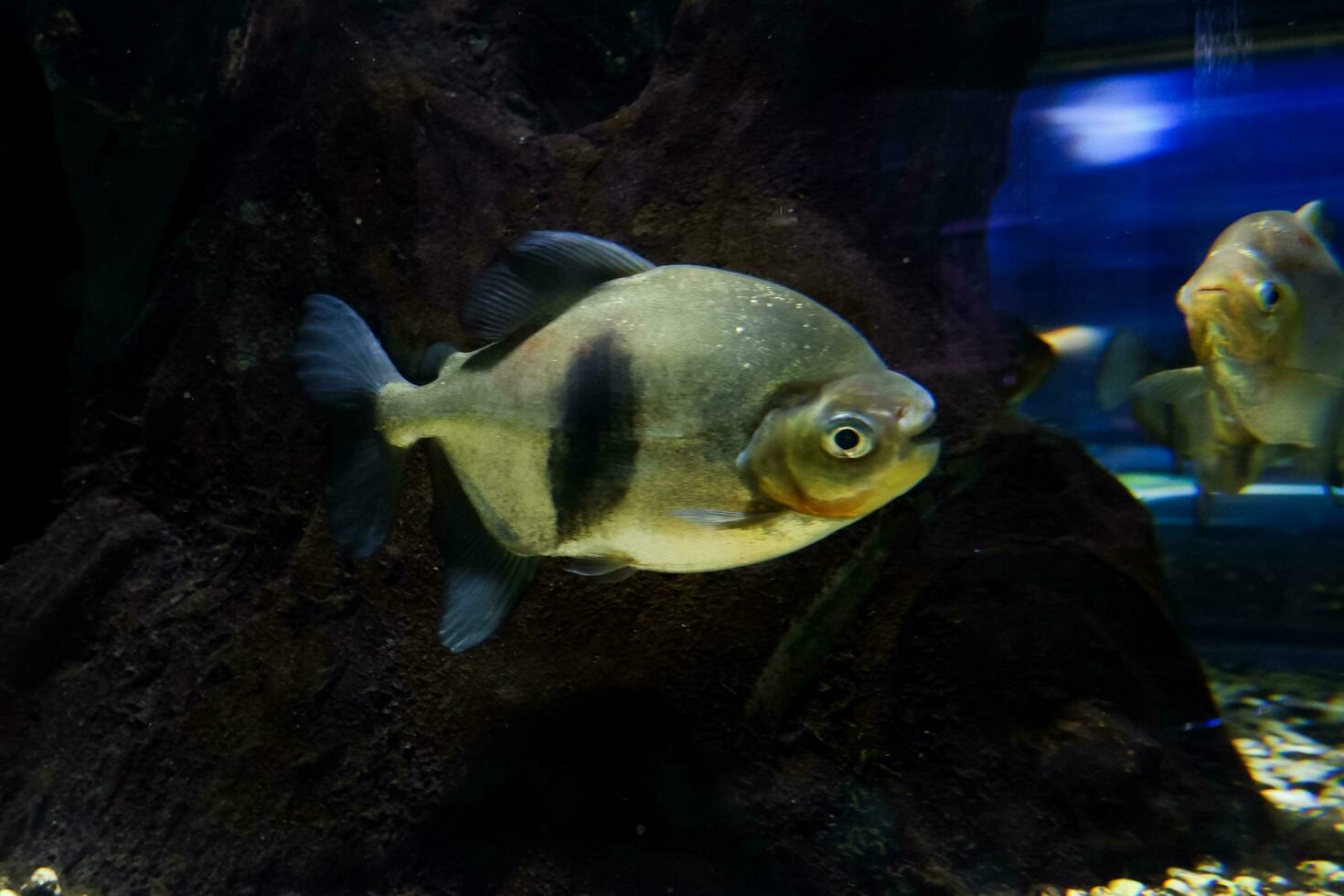 Selective focus of pomfret swimming in a deep aquarium. photo