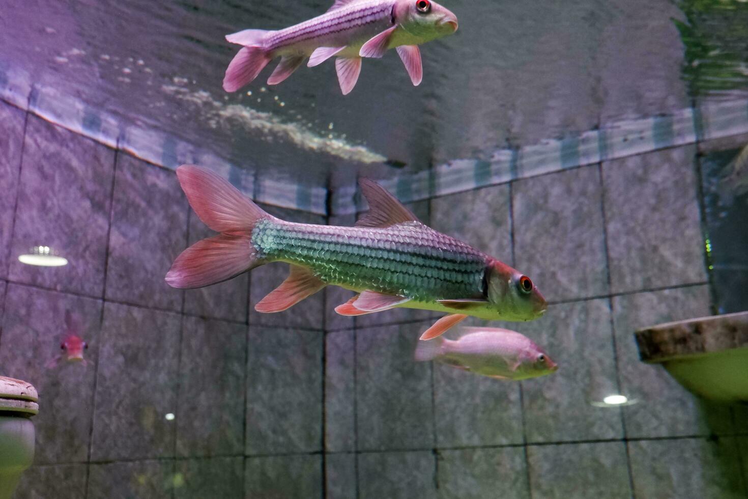 Selective focus of julieni barb fish swimming in a deep aquarium. Great for educating children about marine animals. photo