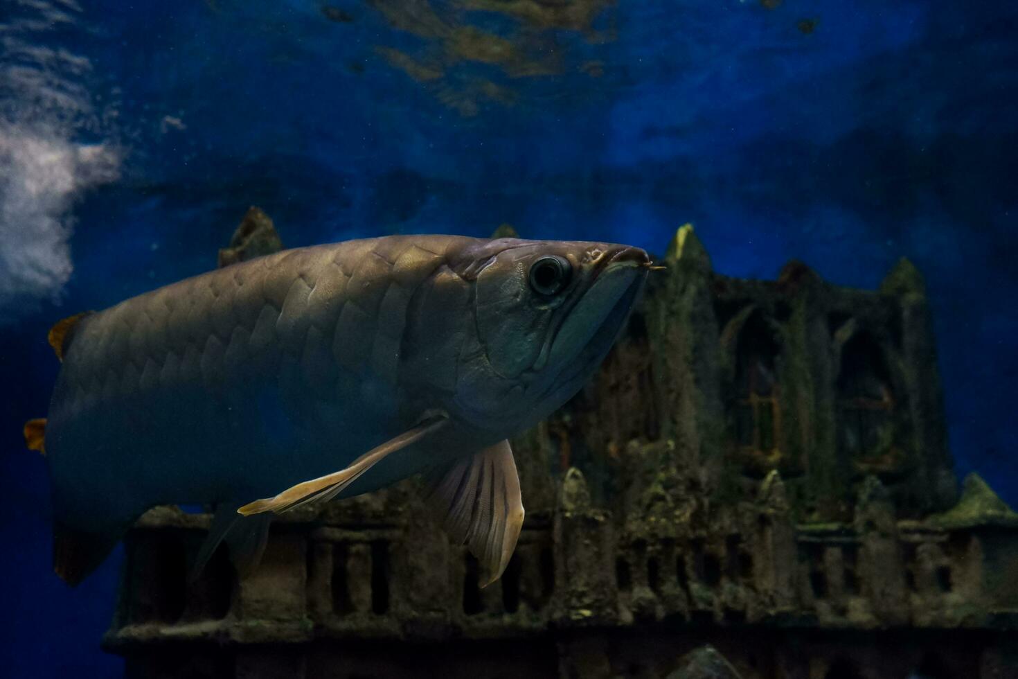 Selective focus of arowana fish swimming in a deep aquarium. Great for educating children about marine animals. photo