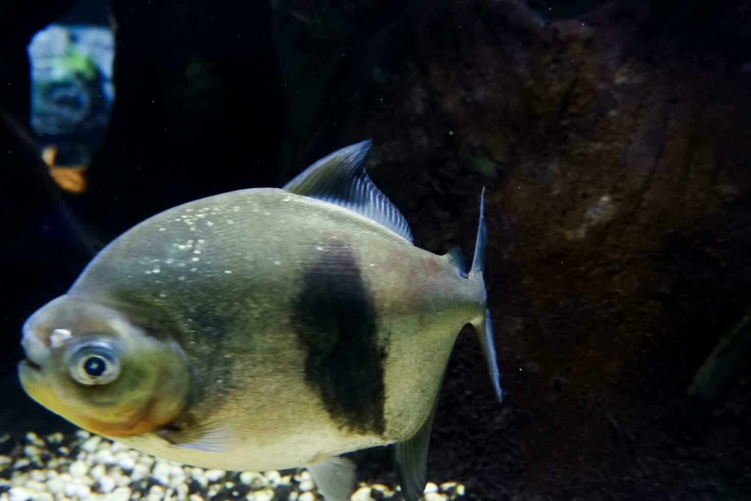 Selective focus of pomfret swimming in a deep aquarium. photo