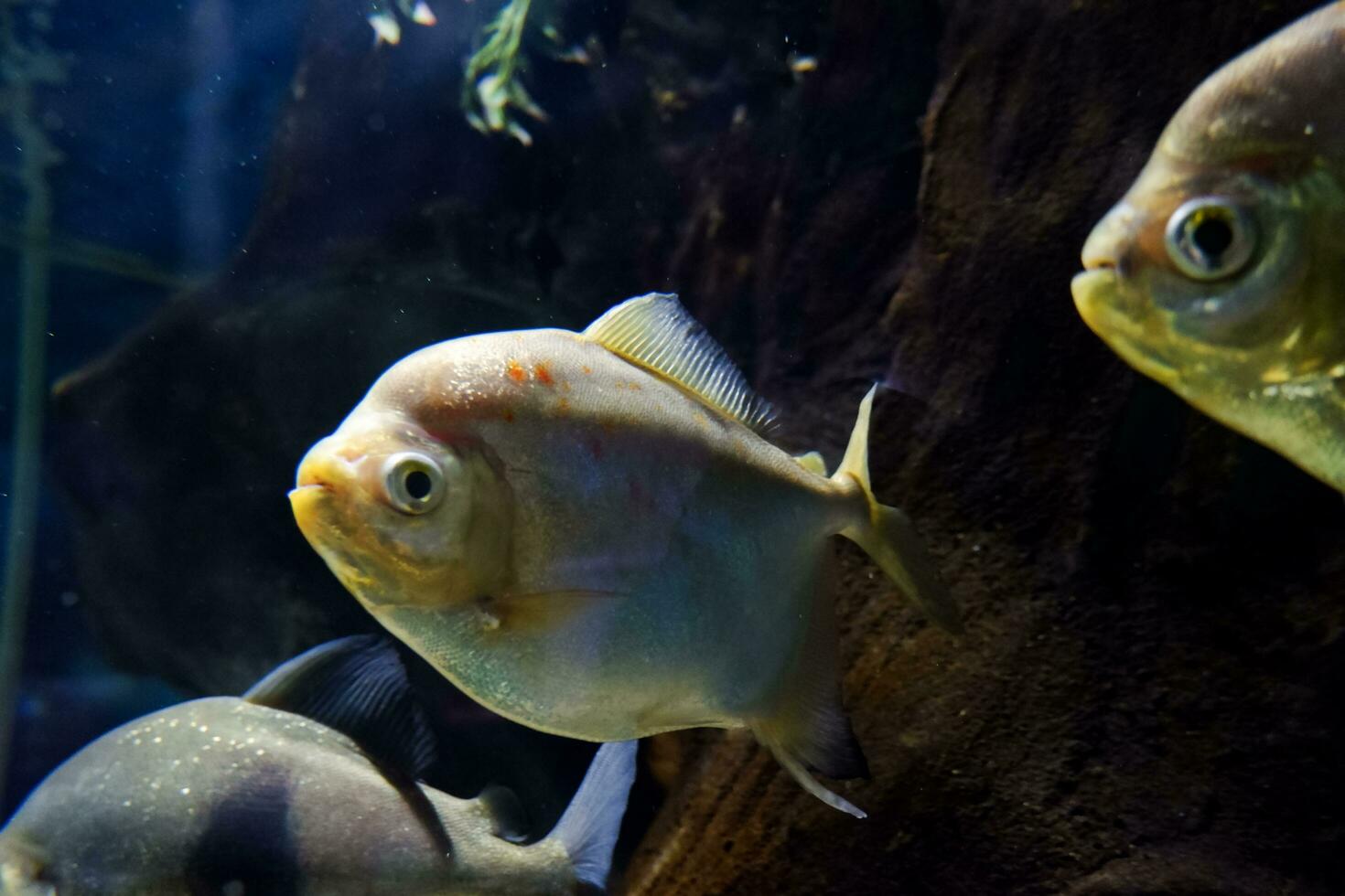 Selective focus of pomfret swimming in a deep aquarium. photo