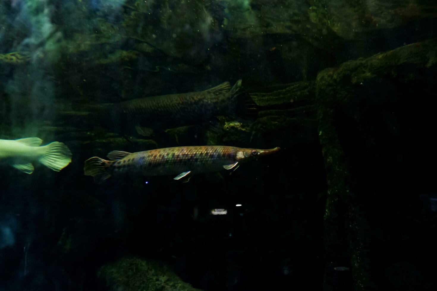 Selective focus of alligator fish swimming in a deep aquarium. photo