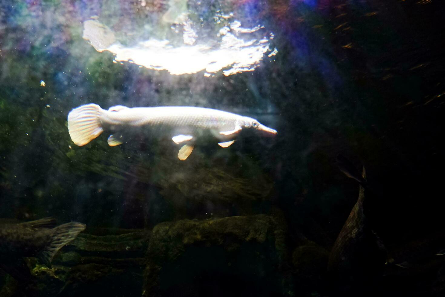 Selective focus of alligator fish swimming in a deep aquarium. photo