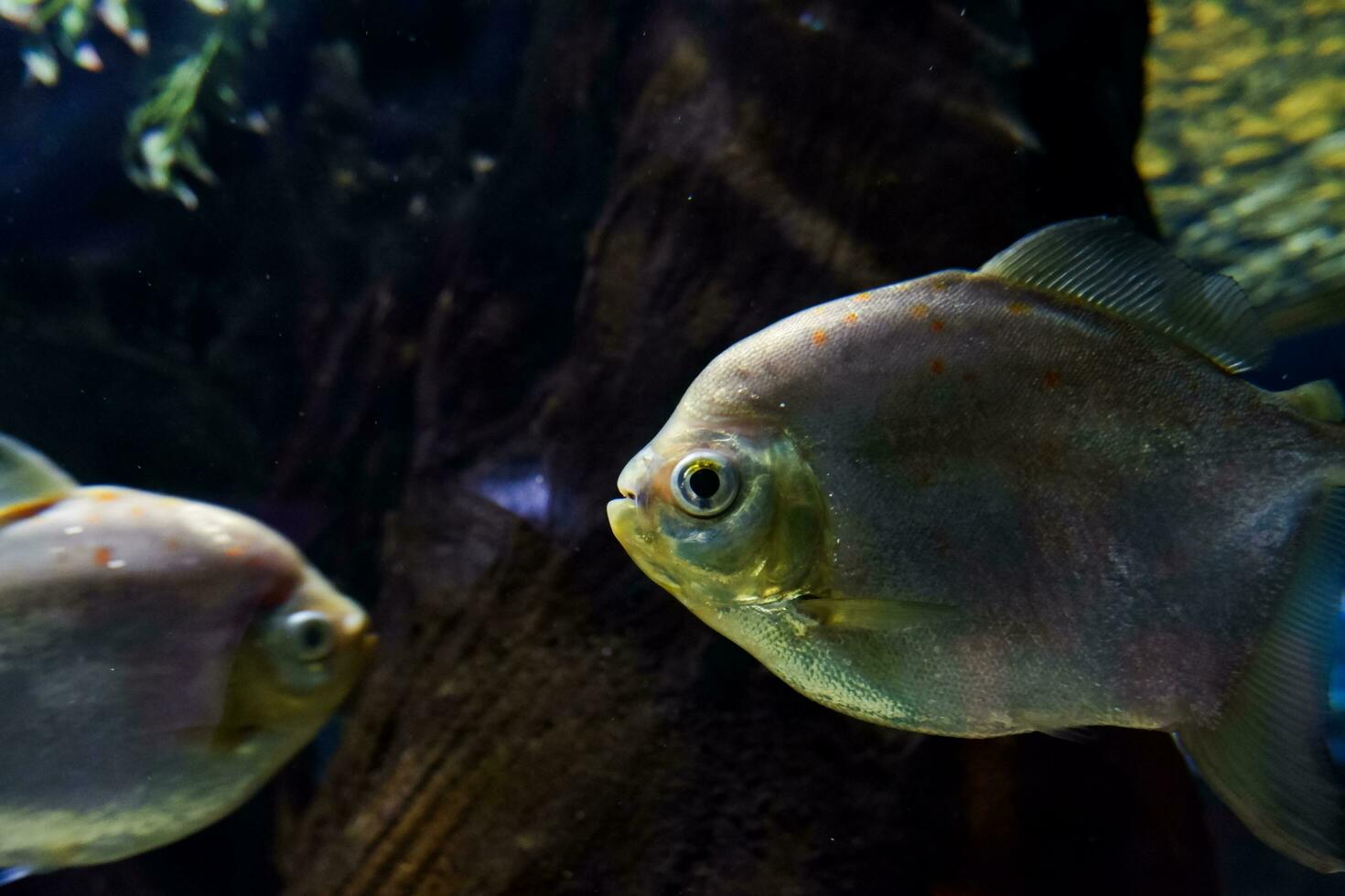 Selective focus of pomfret swimming in a deep aquarium. photo