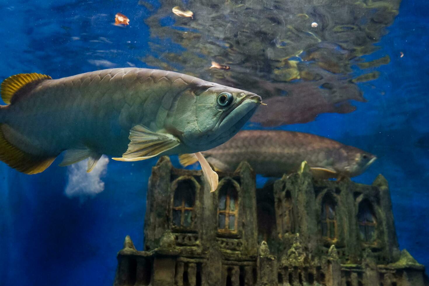 selectivo atención de arowana pescado nadando en un profundo acuario. genial para educando niños acerca de marina animales foto