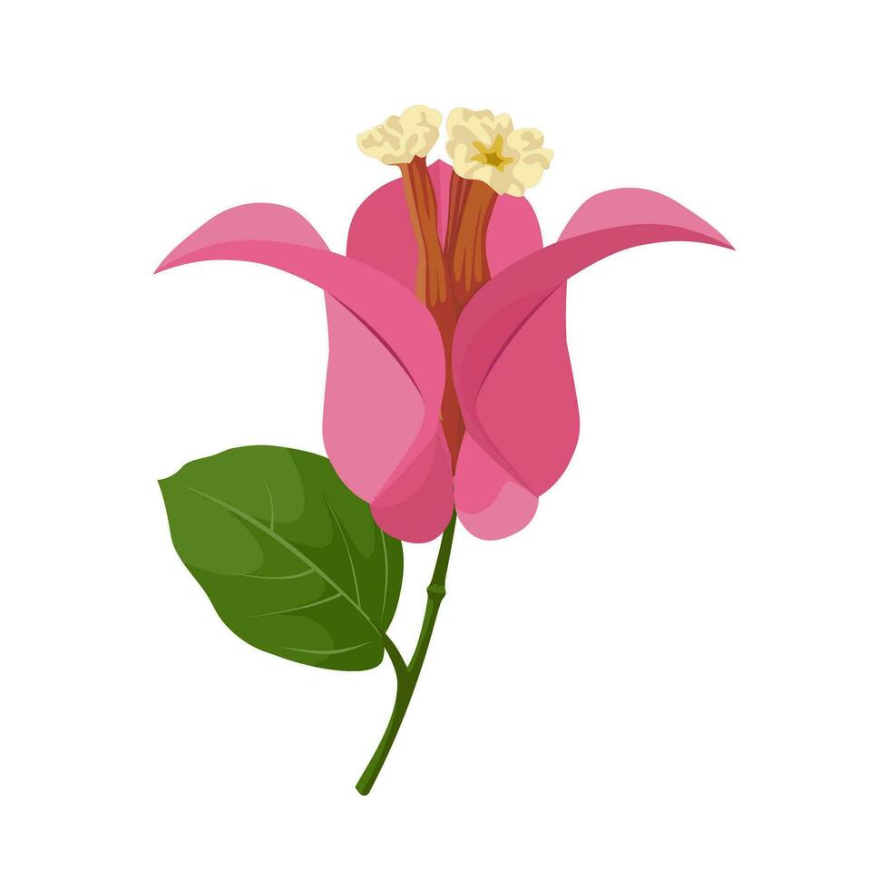 Vector illustration, pink bougainvillea flower, isolated on white background.