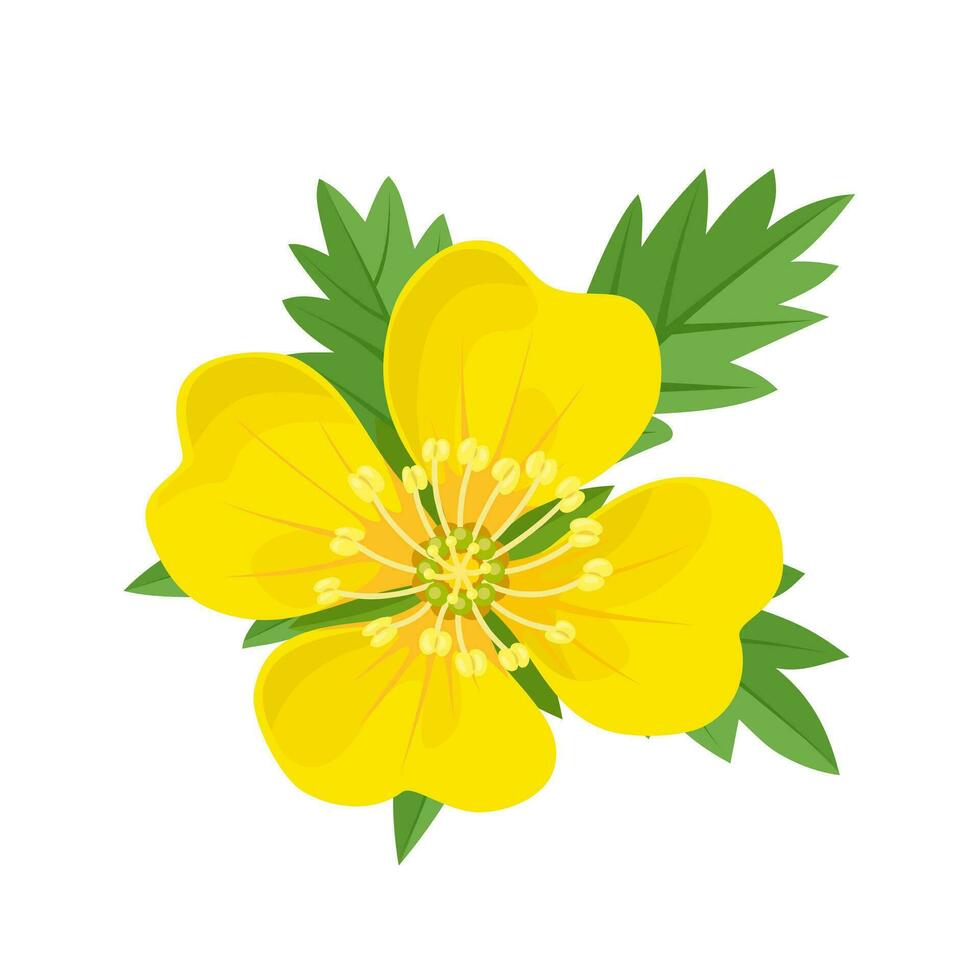 Vector illustration, Potentilla erecta, known as tormentil, isolated on white background.