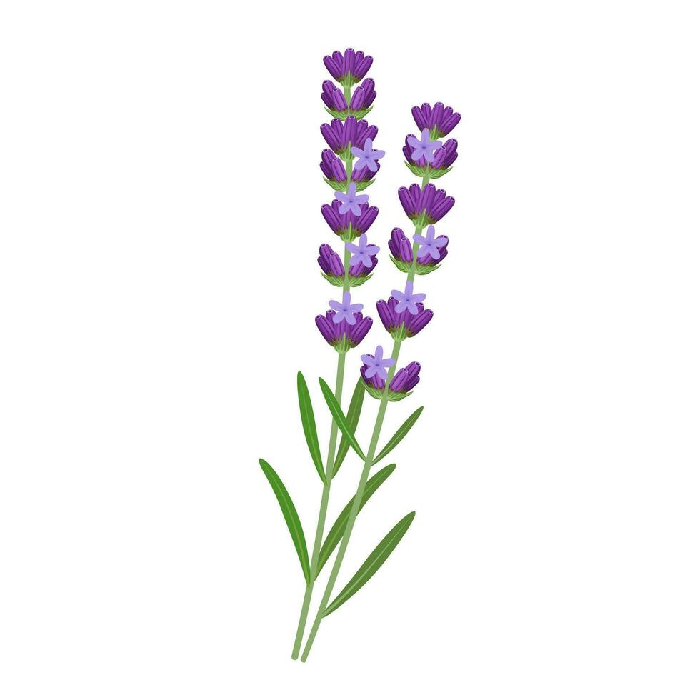 Vector illustration, lavender flowers, isolated white background.