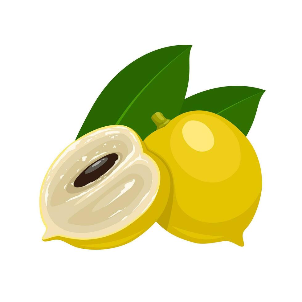 Vector illustration, abiu fruit or Pouteria caimito, isolated on white background.