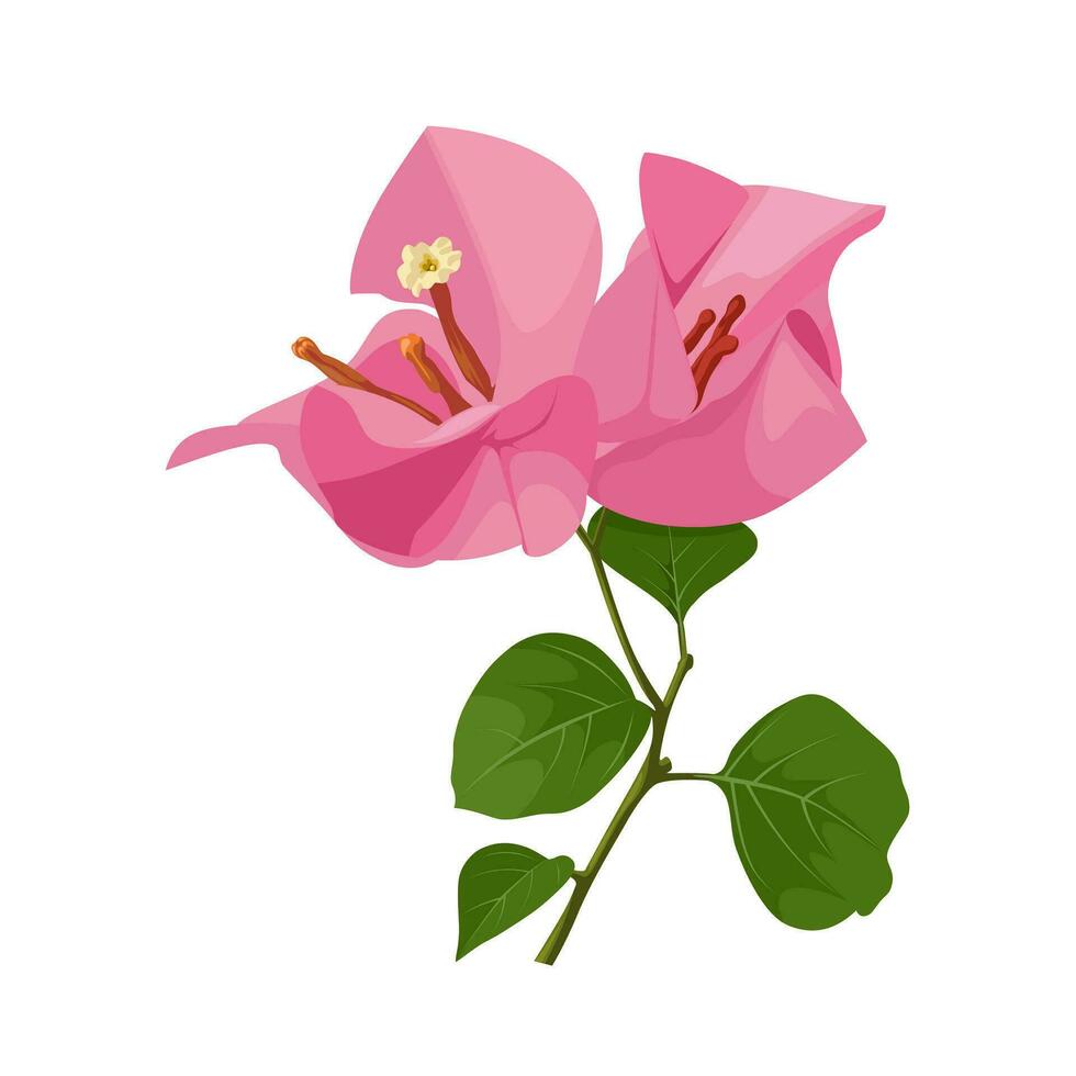 Vector illustration, pink bougainvillea flower, isolated on white background.