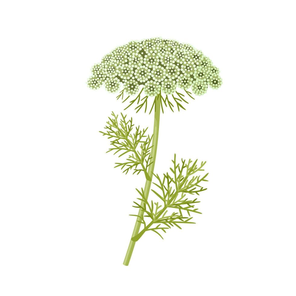 Vector illustration, Khella or Ammi visnaga, scientific name Visnaga daucoides, isolated on white background.