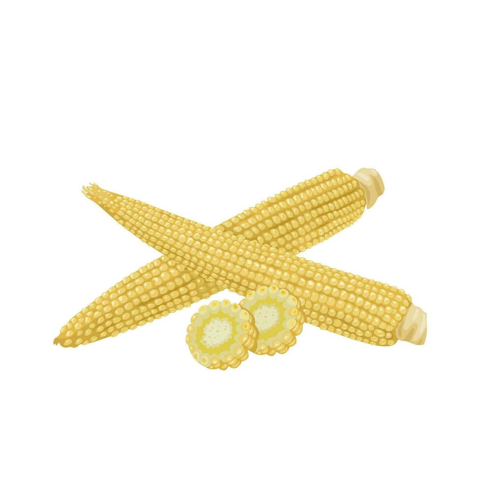 Vector illustration, baby corn, with slices, isolated on white background.