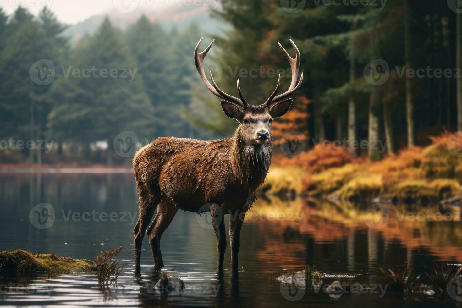 Red deer stag in a lake in autumn, Scotland, UK, deer in the wild HD 8K wallpaper Stock Photographic Image, AI Generated photo