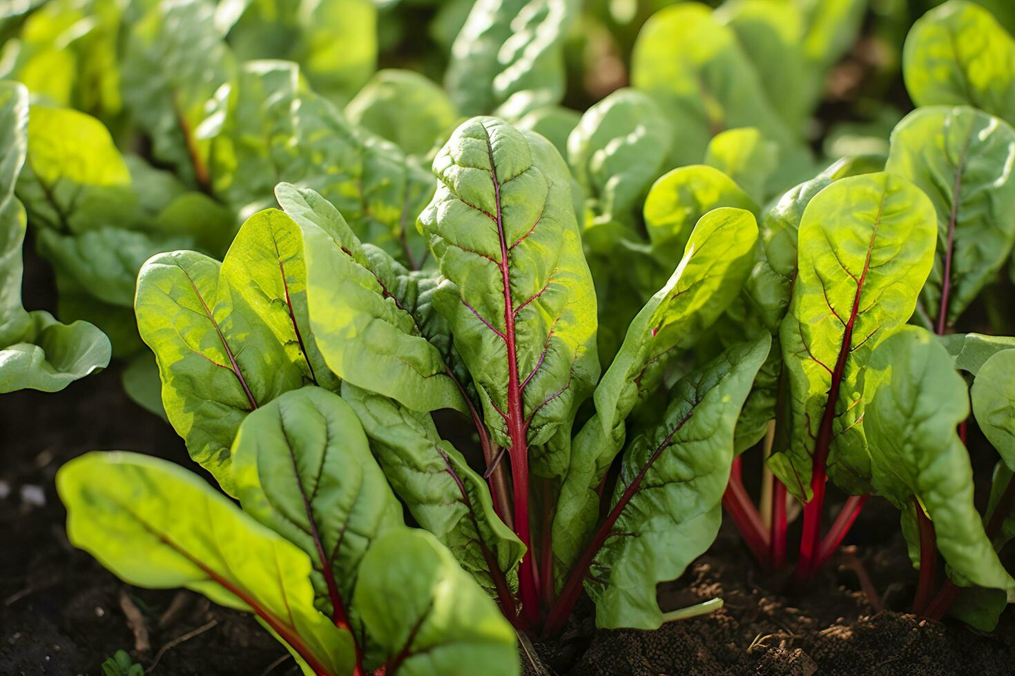 Chard growing in an urban garden. Garden beet and salad leaves close up. Generative AI photo