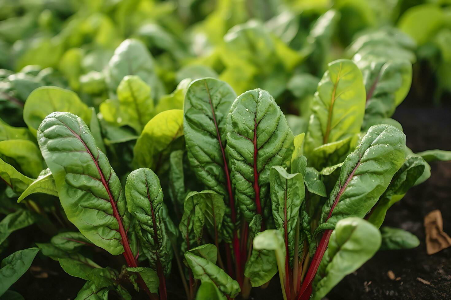Chard growing in an urban garden. Garden beet and salad leaves close up. Generative AI photo