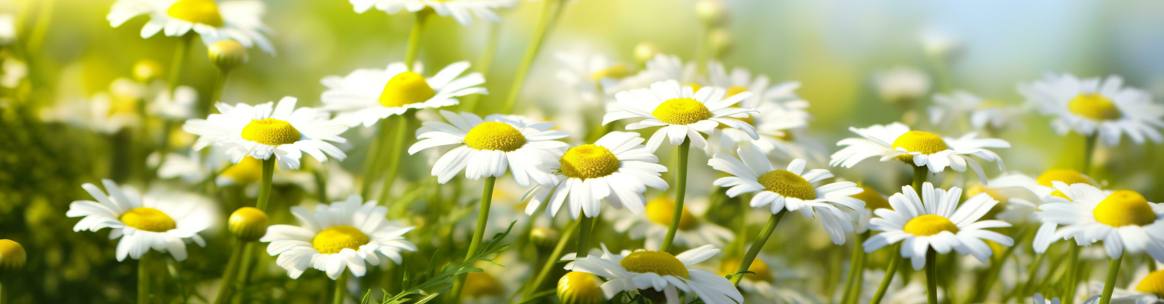 Chamomile flower for a banner. Generative AI photo