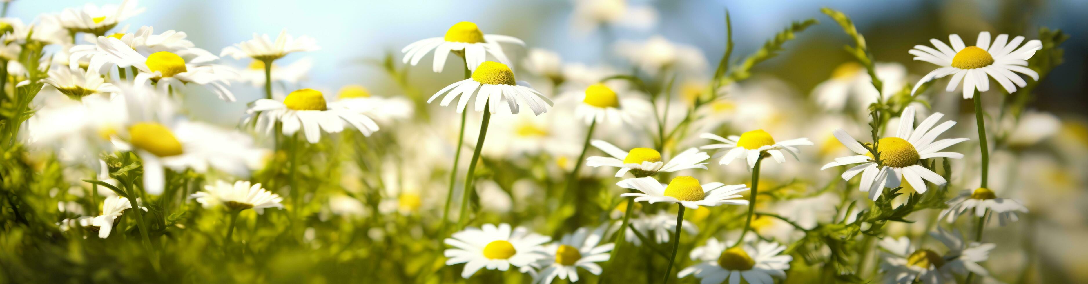 Chamomile flower for a banner. Generative AI photo