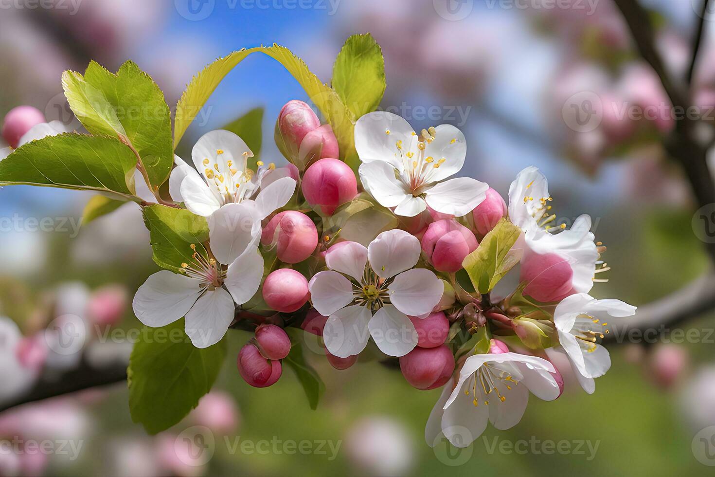 Apple blossoms in full bloom by AI Generative photo
