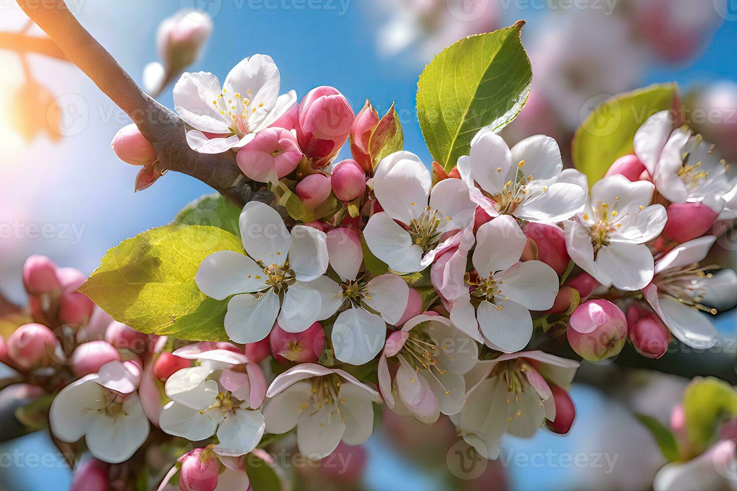 Apple blossoms in full bloom by AI Generative photo