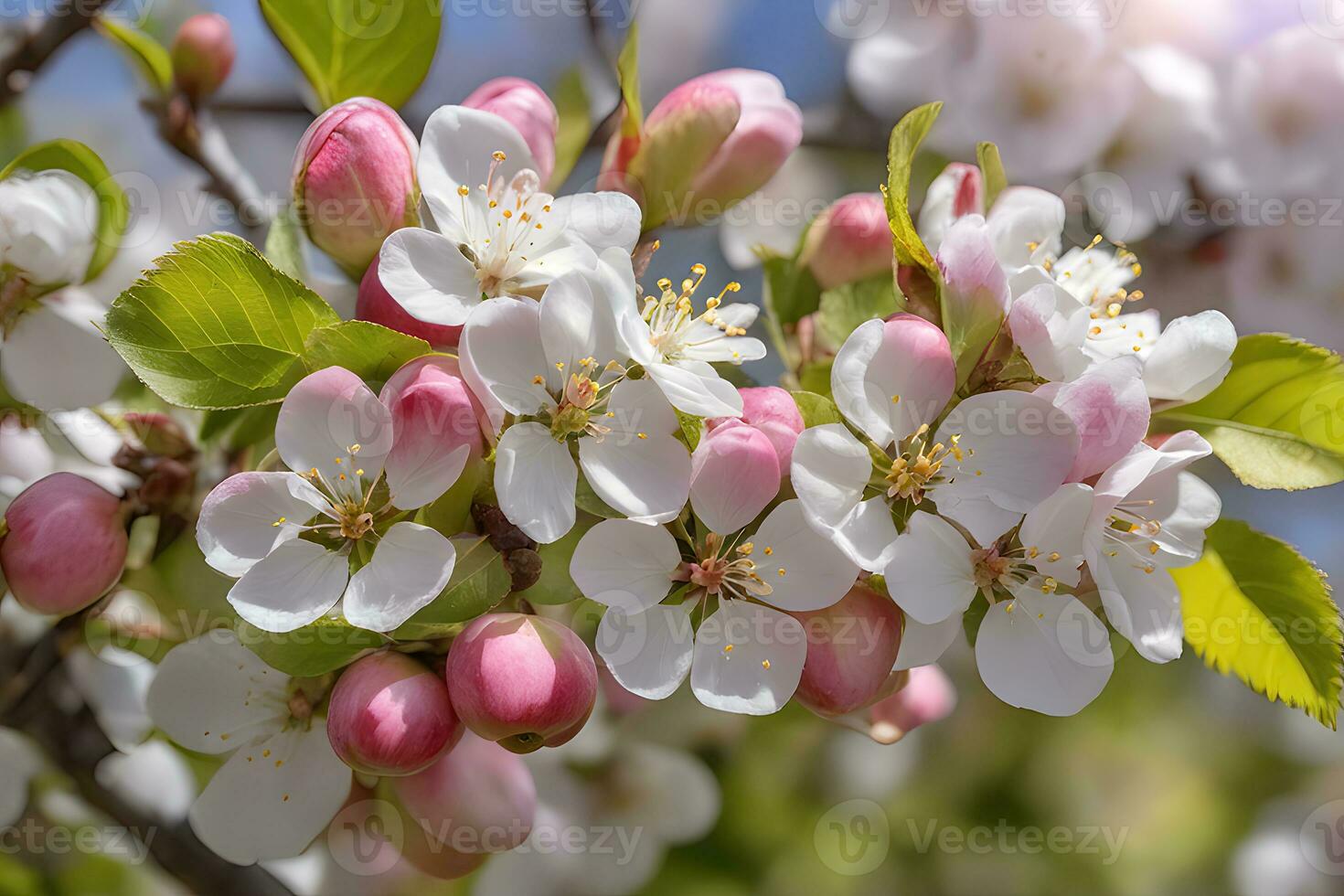 Apple blossoms in full bloom by AI Generative photo