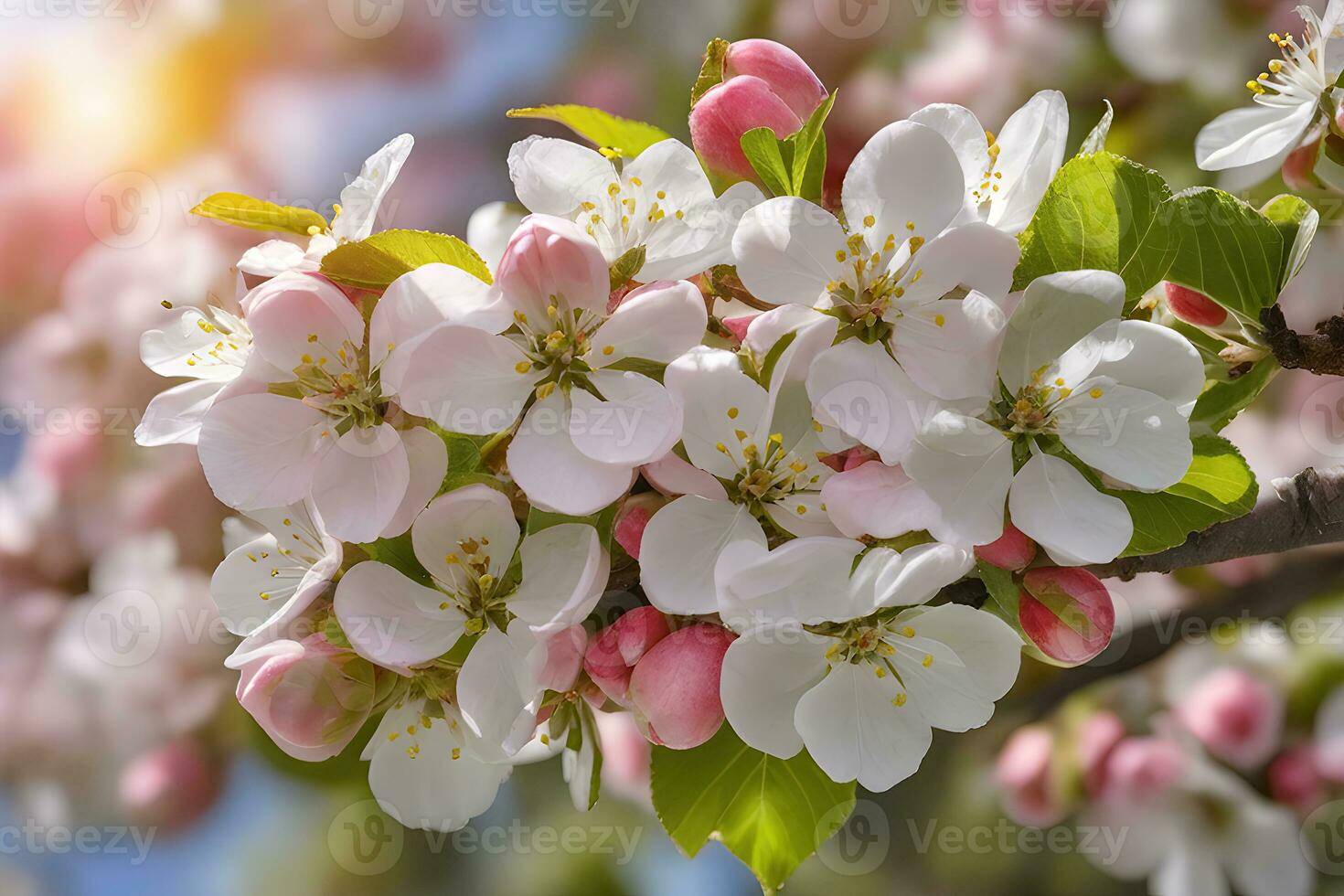 Apple blossoms in full bloom by AI Generative photo