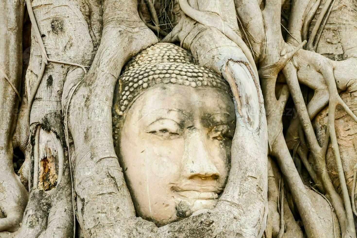 Buddha statue in the tree photo