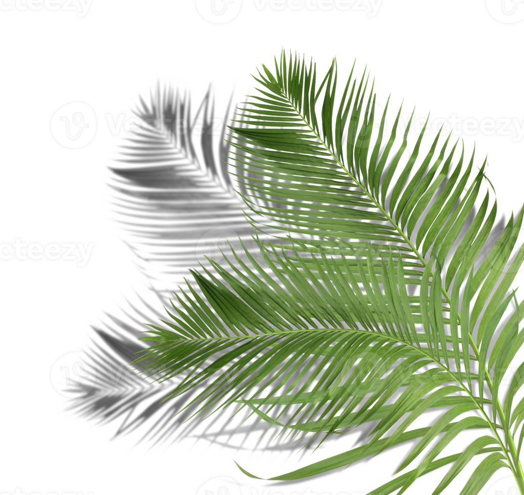 green palm leaves with shadow on transparent background png file