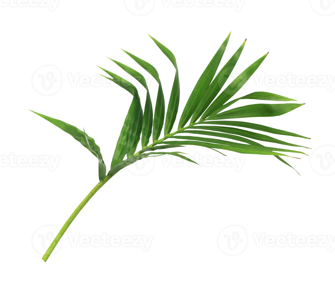 green leaf of palm tree isolated on transparent background png file
