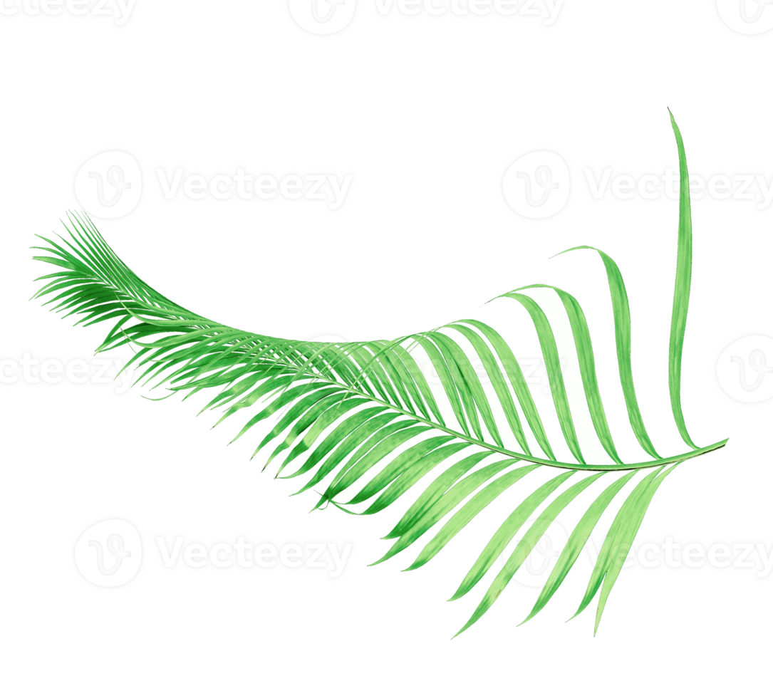 green palm leaves on transparent background png file