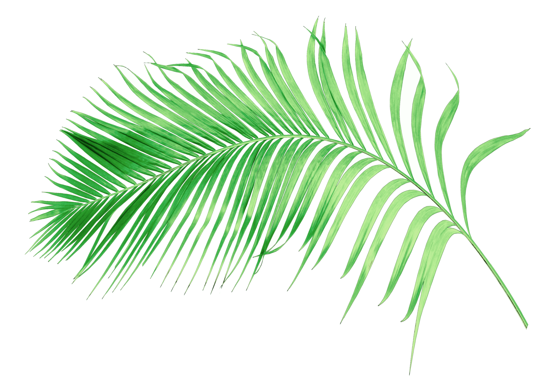 green leaf of palm tree isolated on transparent background png