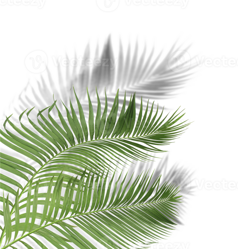 green palm leaves with shadow on transparent background png file