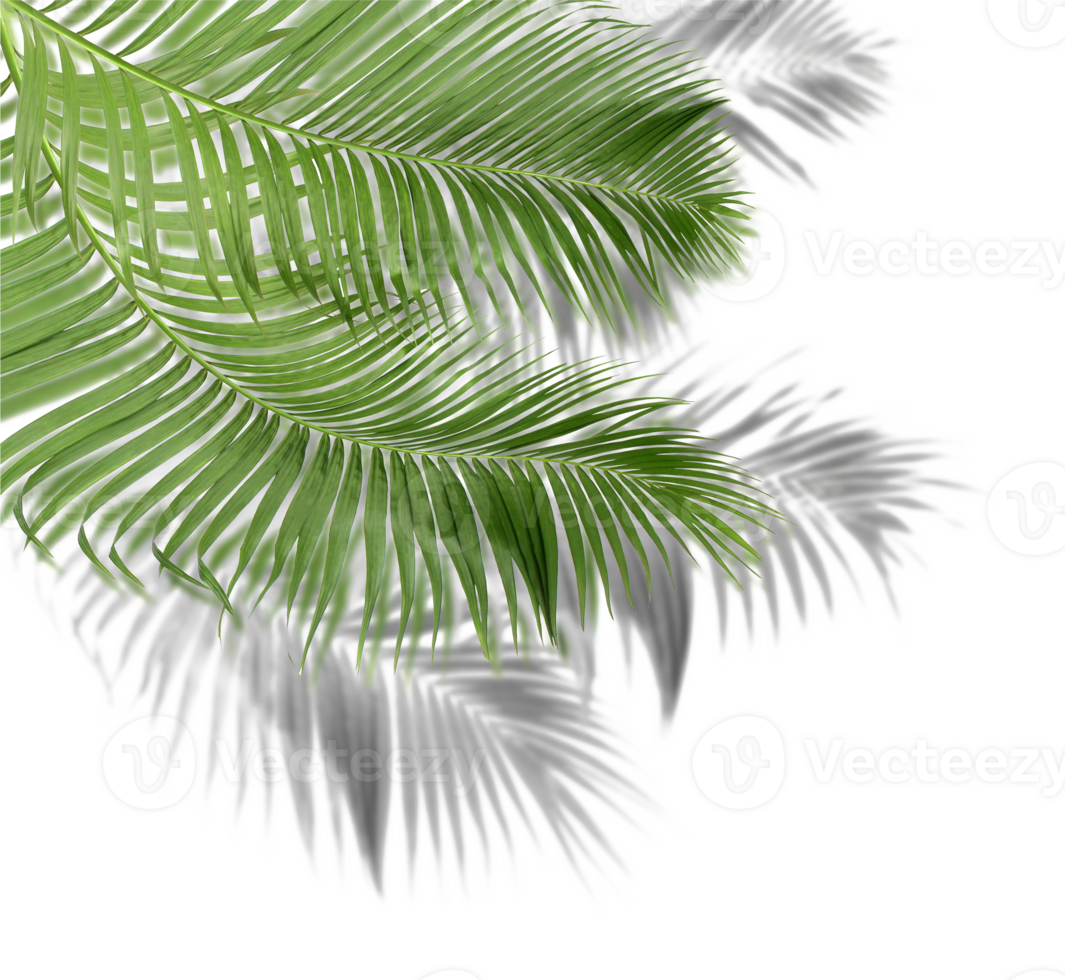 green palm leaves with shadow on transparent background png file