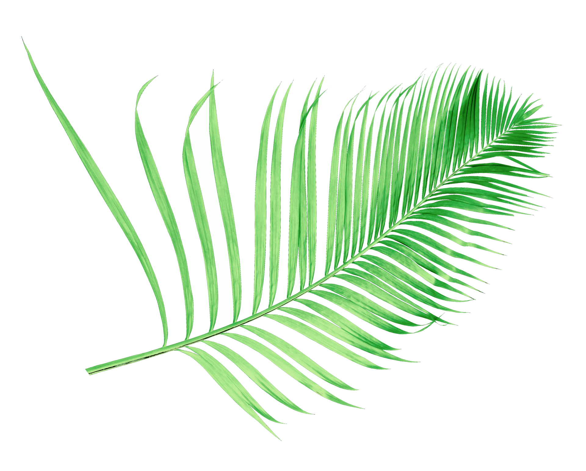 green leaf of palm tree isolated on transparent background png