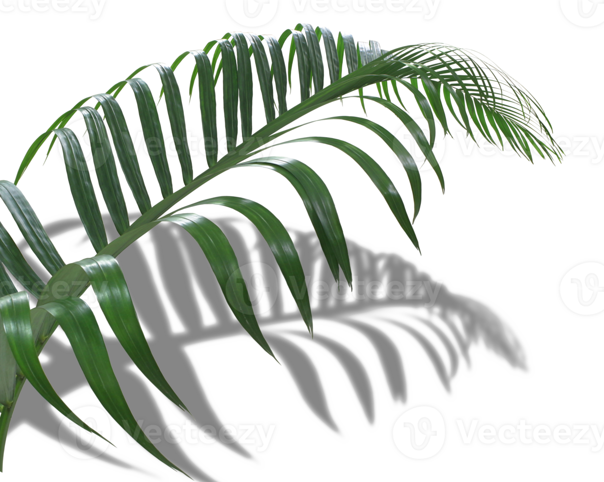 green leaf of palm tree with shadow isolated on transparent background png file